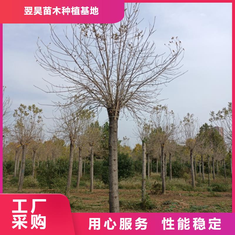 法桐小苗价格合理苗木基地