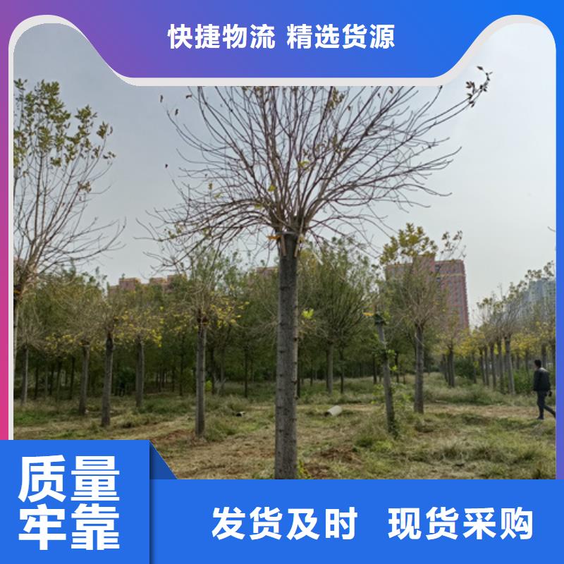 法桐小苗种植基地苗木基地