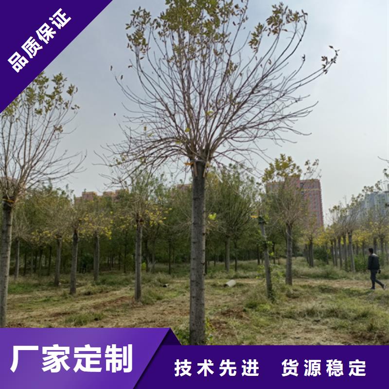 发货及时的法桐行情基地