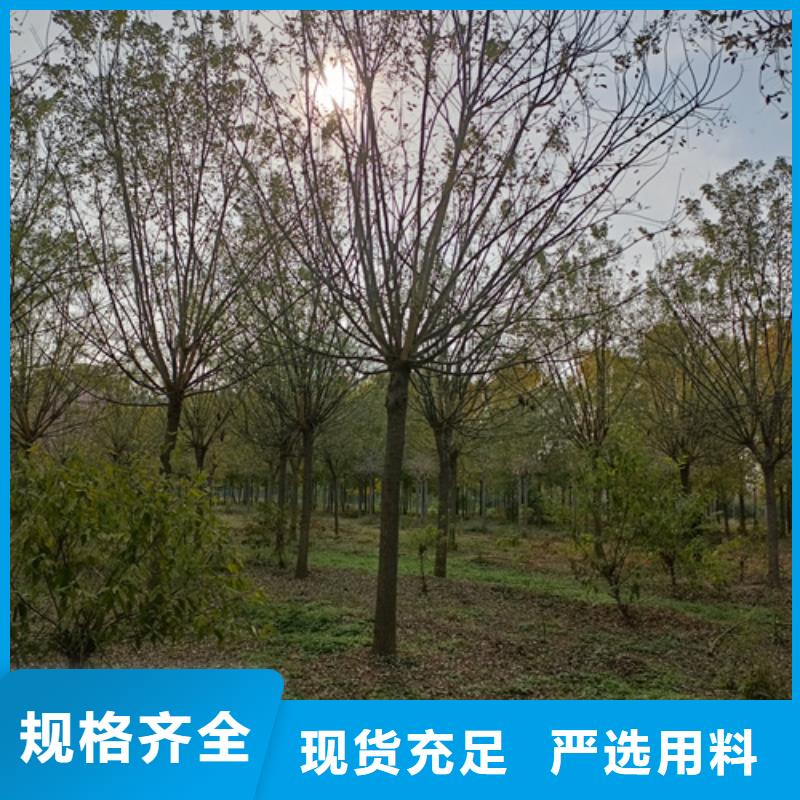 造型法桐公司发货快