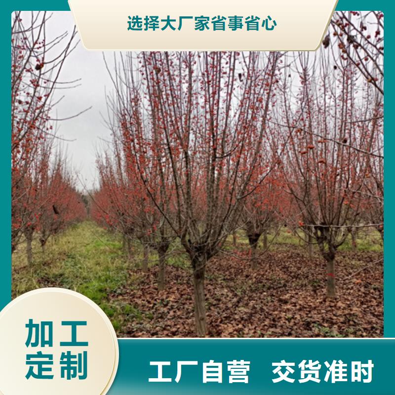 法桐价格种植基地苗木基地