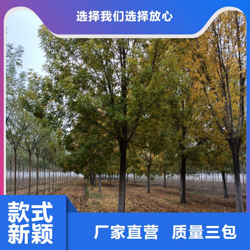 批发法桐规格找翌昊苗木种植基地