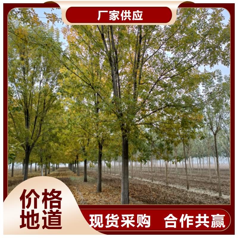 法桐价格质量放心苗木基地