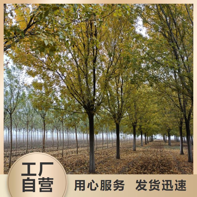 速生法桐-踏踏实实做产品