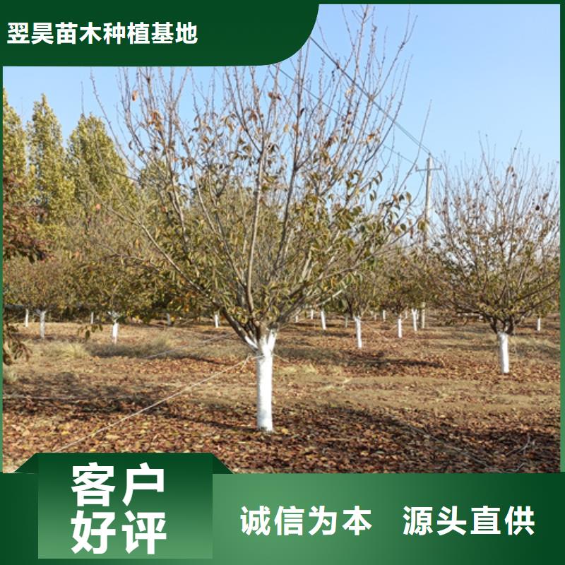 法桐价格质量放心苗木基地