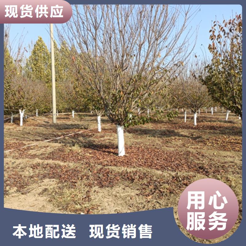 法桐价格价格优惠苗木基地