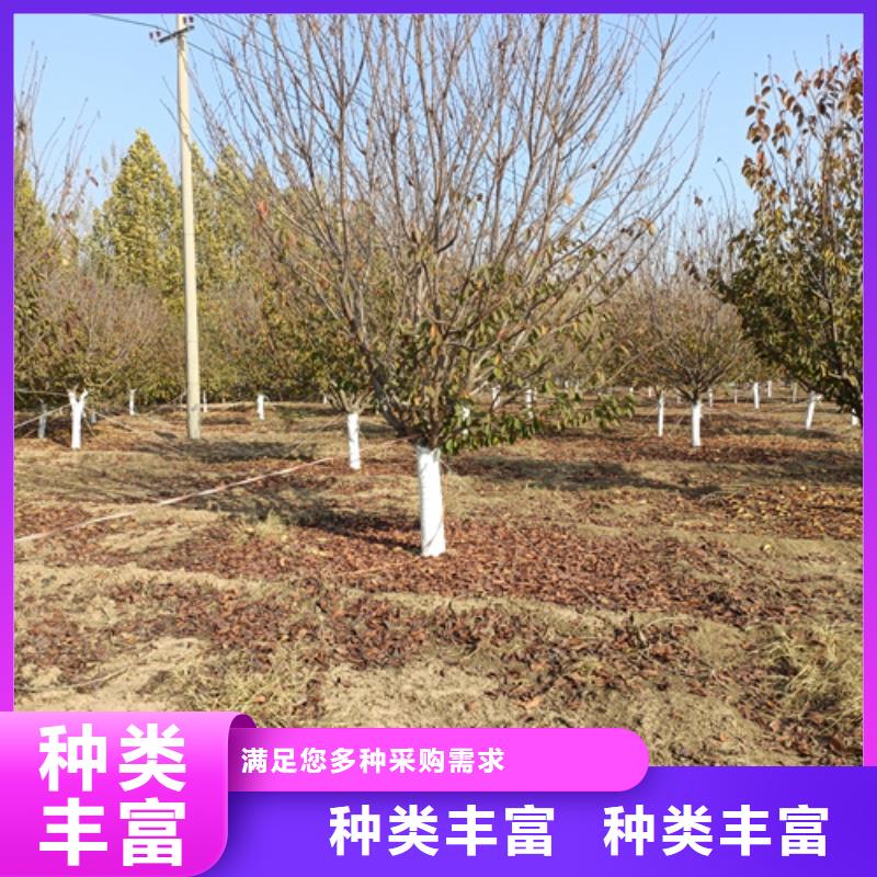 法桐小苗质量放心苗木基地