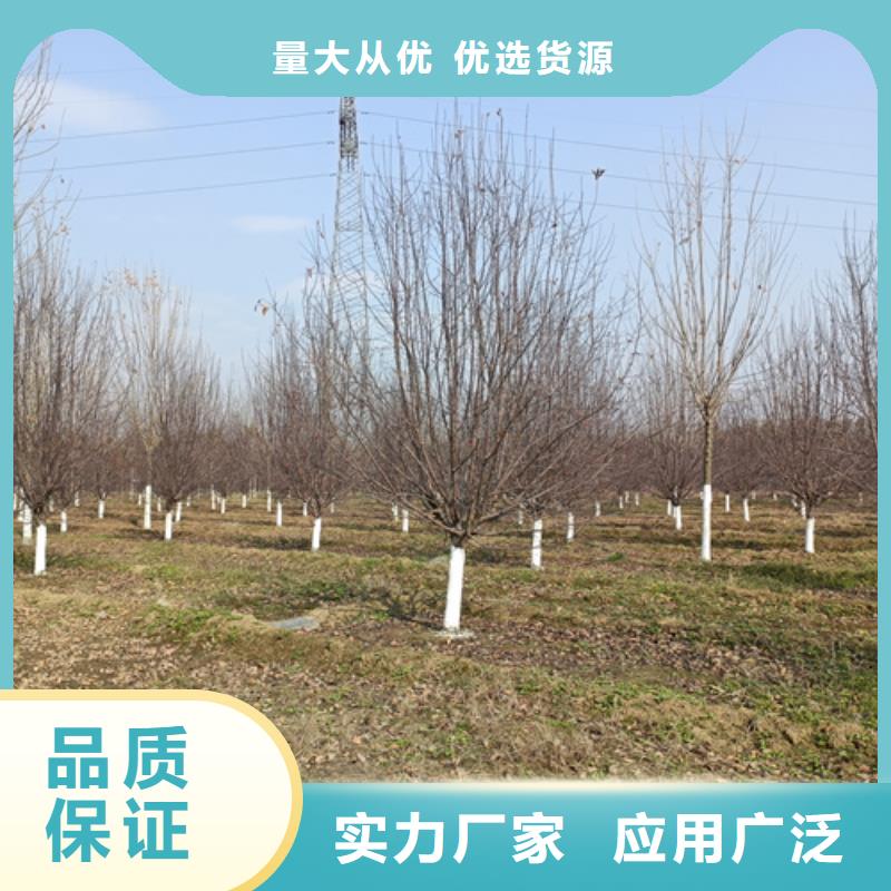 法桐基地-法桐基地供货商