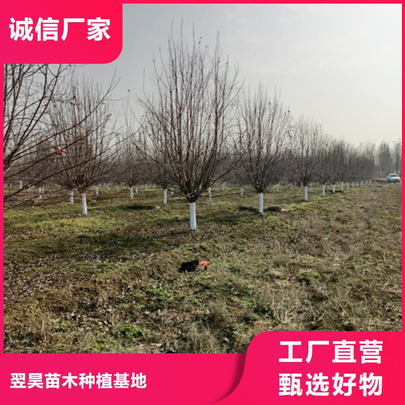 优质的造型法桐认准翌昊苗木种植基地