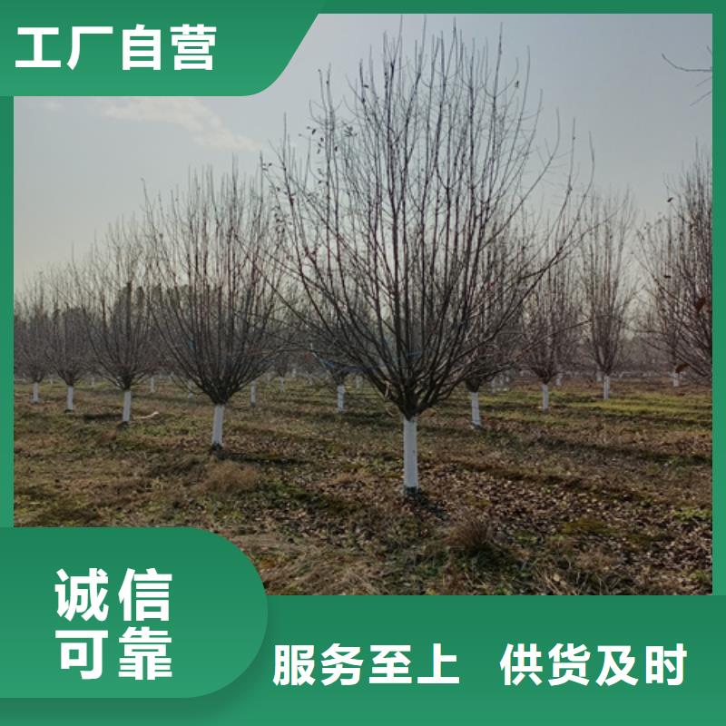 法桐小苗种植基地苗木基地