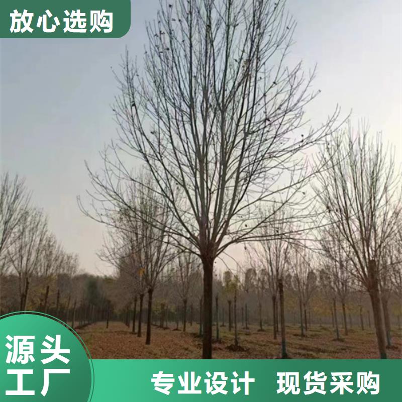 法桐小苗市场行情