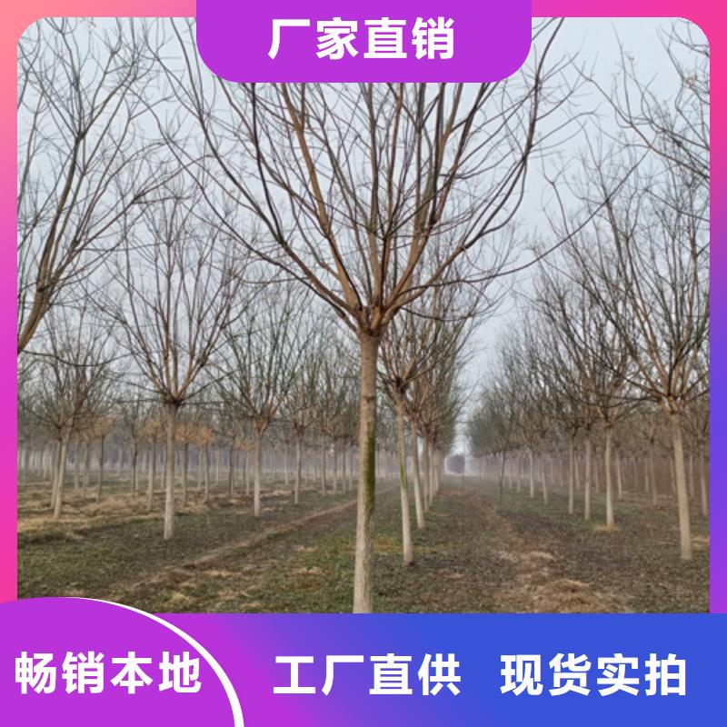 法桐价格现货供应苗木基地