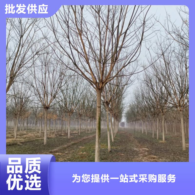 法桐小苗量大从优苗木基地