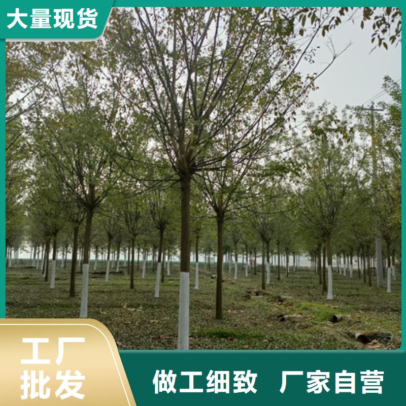 造型法桐公司_翌昊苗木种植基地