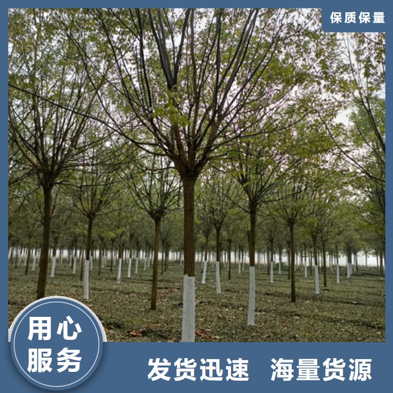 法桐价格种植基地绿化苗木