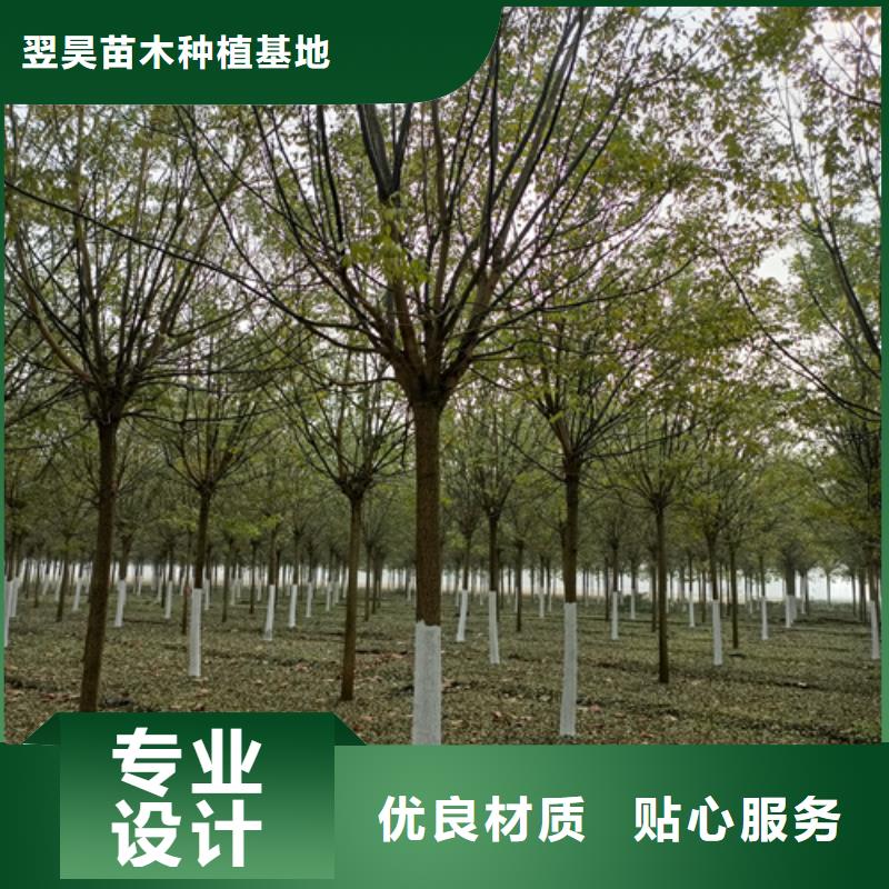 法桐小苗种植基地苗木基地