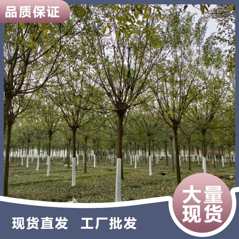 法桐价格放心选择苗木基地