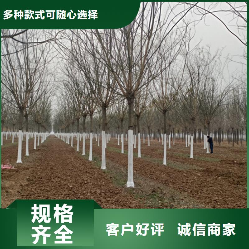 法桐小苗种植基地苗木基地