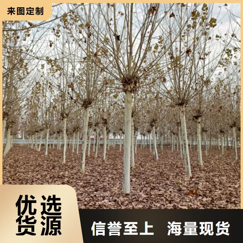 造型法桐种植基地绿化乔木