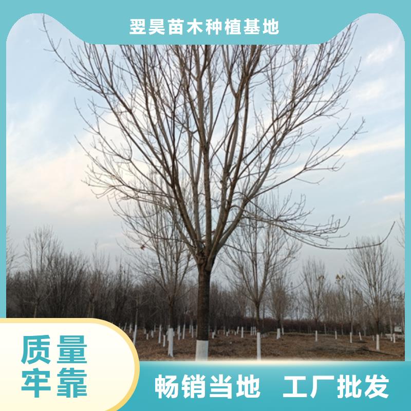 法桐价格合理苗木基地