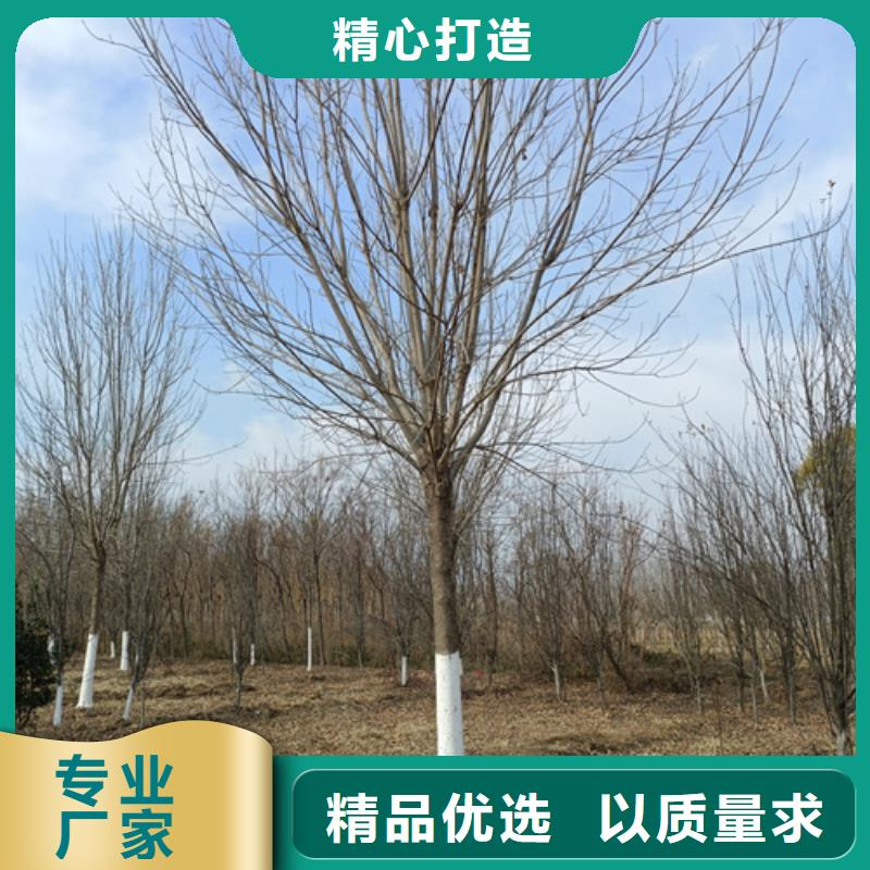 法桐小苗种植基地绿化乔木