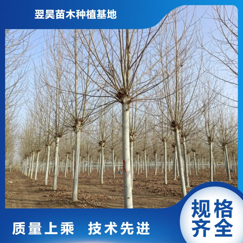 法桐价格质量放心苗木基地