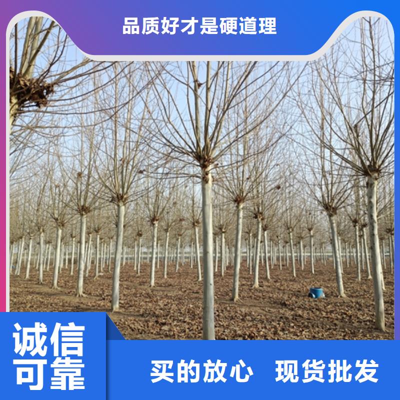 法桐小苗定做_翌昊苗木种植基地