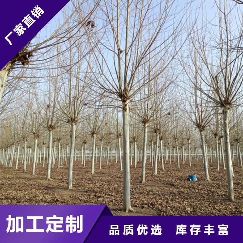 法桐价格质量放心苗木基地