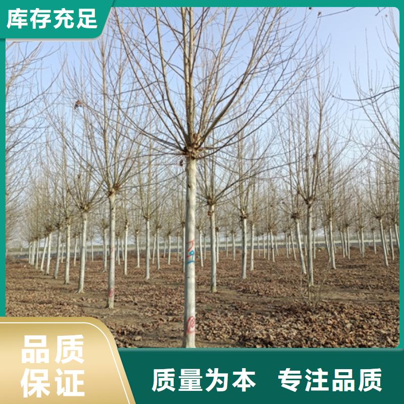 速生法桐品牌:翌昊苗木种植基地