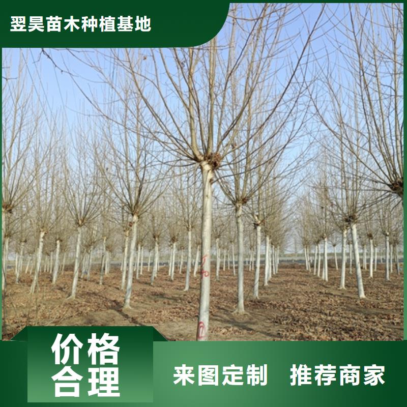 造型法桐公司_翌昊苗木种植基地