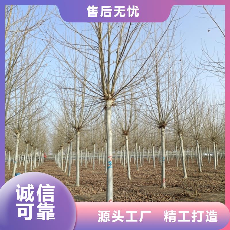 法桐价格种植基地绿化乔木