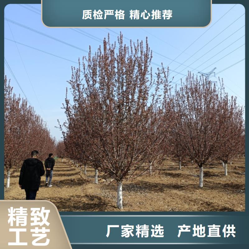 速生法桐品牌-报价_翌昊苗木种植基地