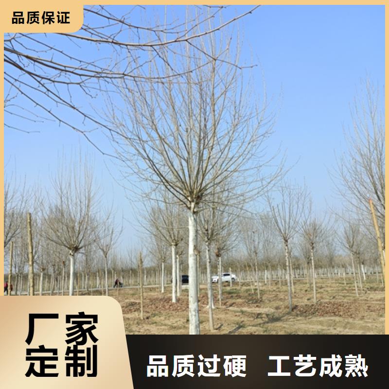 速生法桐种植基地绿化苗木