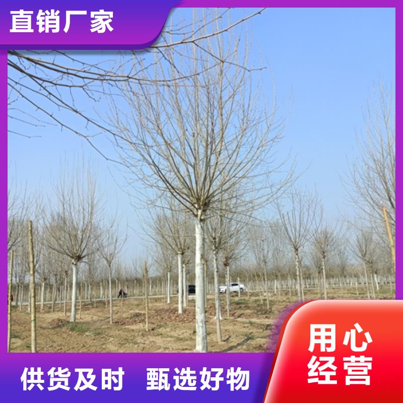 法桐价格现货供应苗木基地