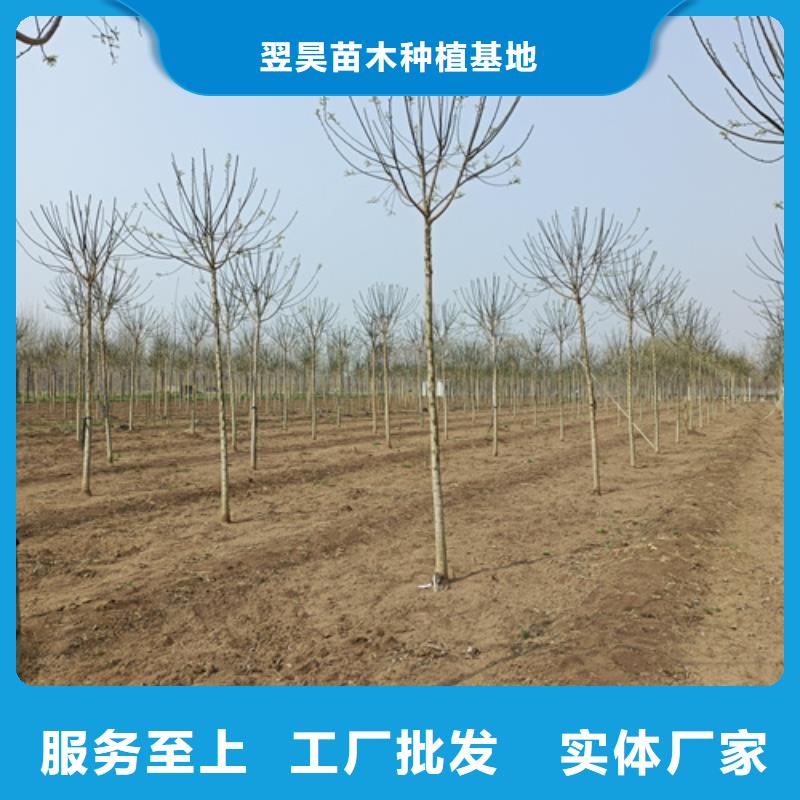 法桐价格质量保证绿化苗木