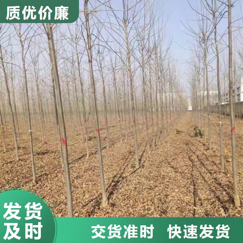 法桐价格种植基地绿化苗木