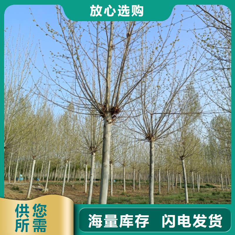 造型法桐种植基地绿化乔木