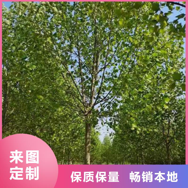 法桐五角枫就近发货