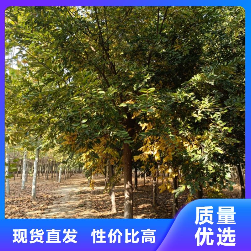 法桐价格种植基地绿化苗木