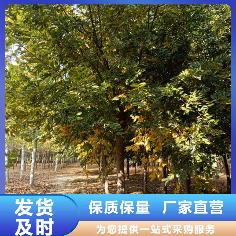 法桐价格择优推荐苗木基地