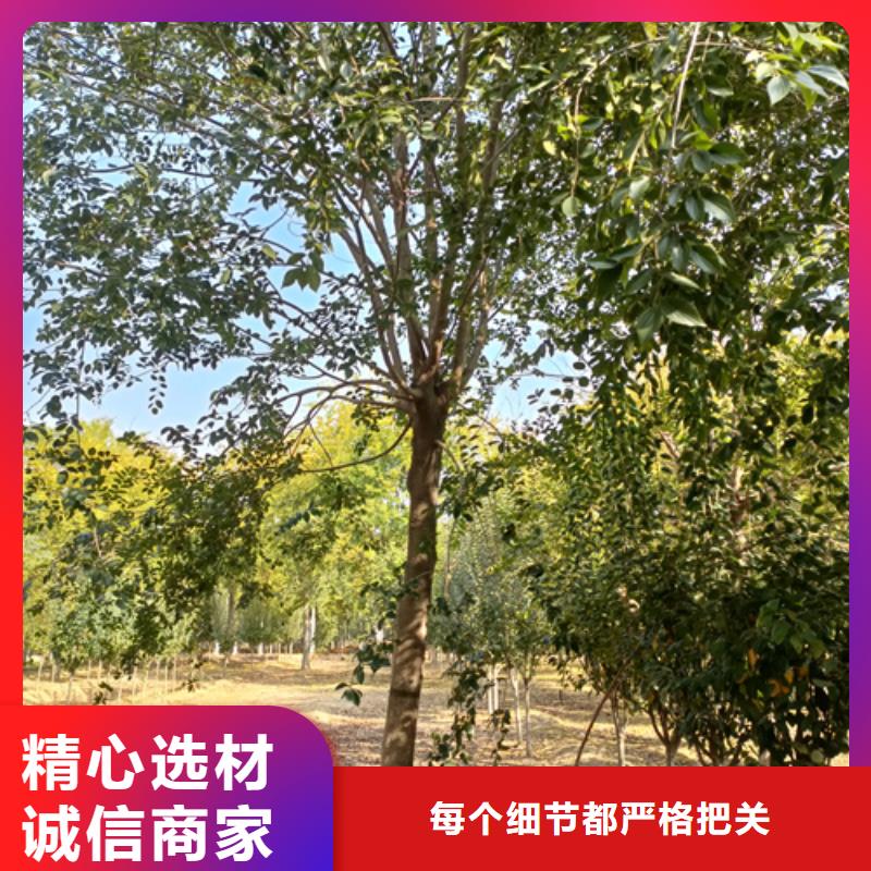 法桐小苗合格才发货