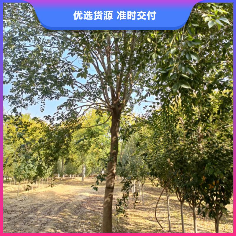 法桐价格种植基地绿化苗木