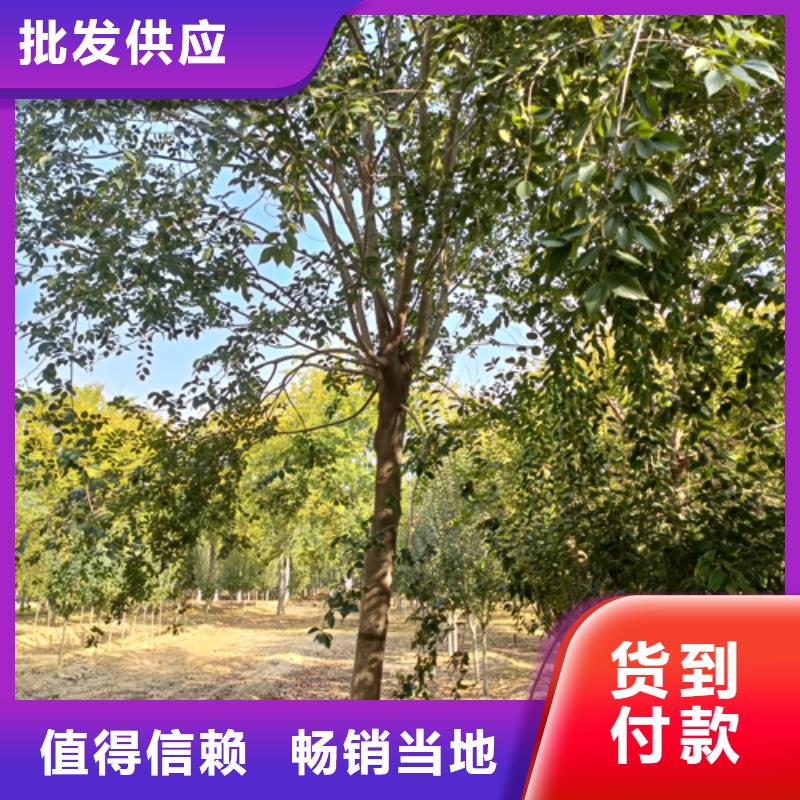 优质的法桐行情认准翌昊苗木种植基地