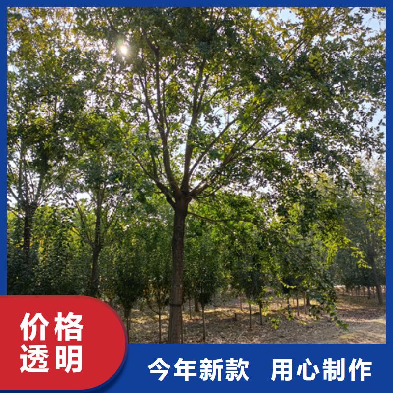 法桐价格种植基地苗木基地