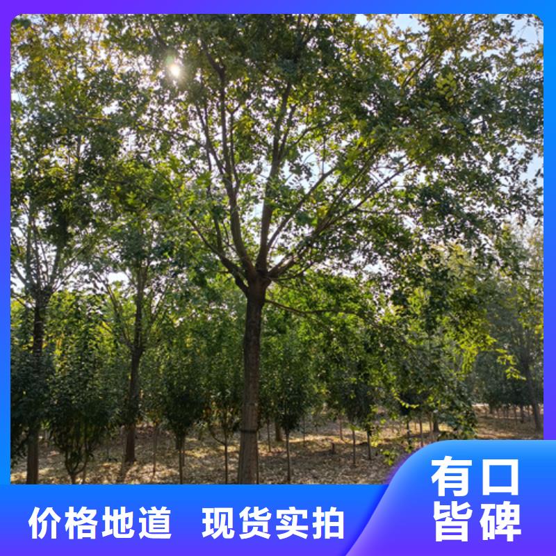 发货速度快的法桐小苗公司