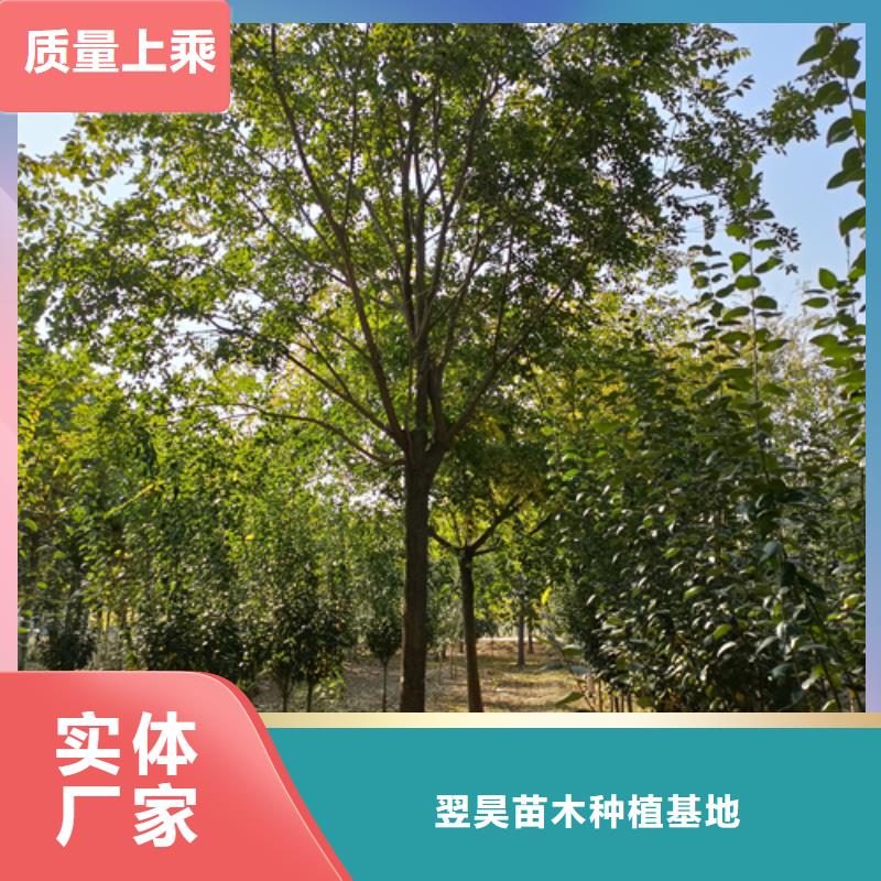 造型法桐种植基地绿化苗木