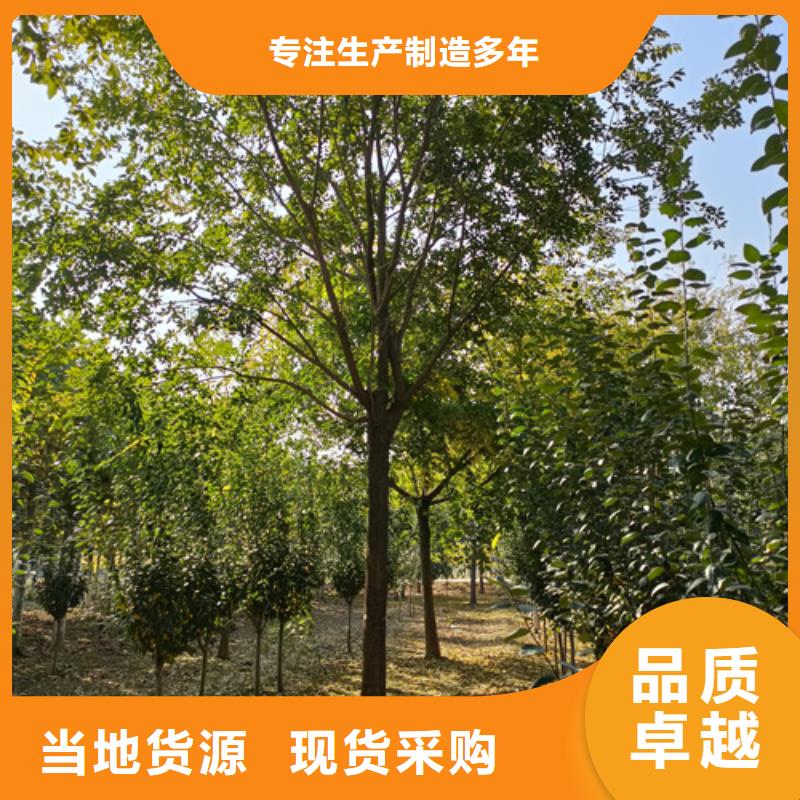 法桐价格种植基地绿化苗木