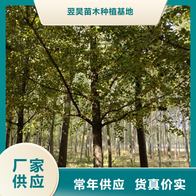 法桐质量可靠绿化乔木