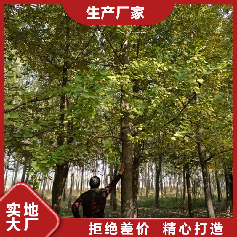 法桐价格种植基地绿化苗木