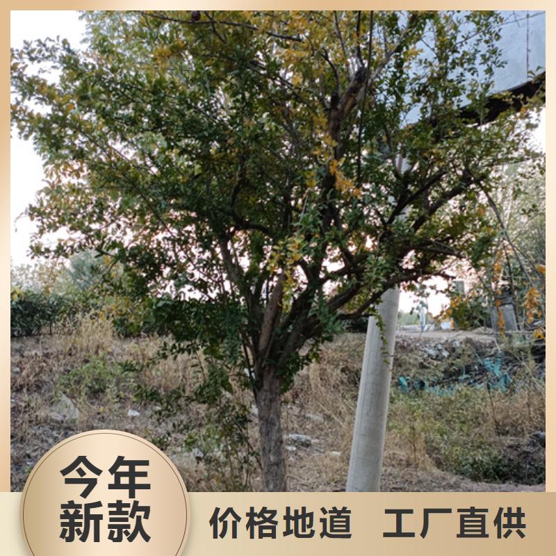 速生法桐种植基地绿化乔木